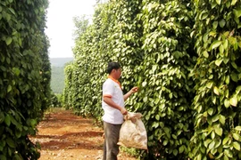 Thương lái “lạ” lại thu mua rễ cây hồ tiêu, bà con nông dân hãy cảnh giác