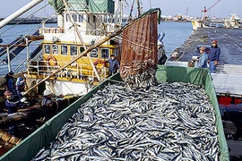 Cứu các đại dương