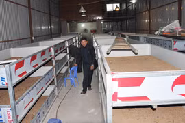 Sở KH-ĐT Bắc Ninh cấp sai giấy phép cho nuôi gián đất