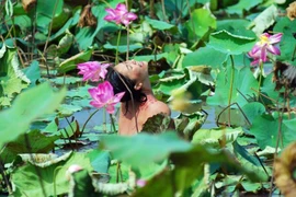 Phê bình văn học: Đừng nhăm nhăm vạch vòi...