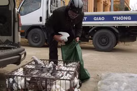 Vận chuyển 650 kg chim bồ câu nhập lậu