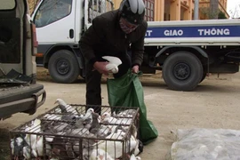 Vận chuyển 650 kg chim bồ câu nhập lậu