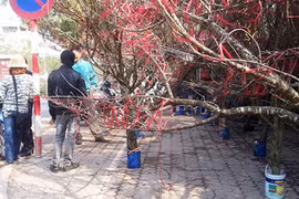 Lan, đào rừng về ngập phố