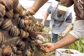 Ăn ốc sên có thể chết người