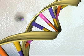 Chỉ 8,2% ADN của con người hữu dụng