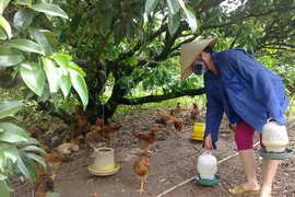 Mang nợ vì gà đồi Yên Thế