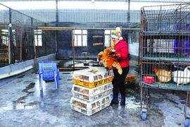 Quảng Châu - Trung Quốc: Đóng cửa các chợ gia cầm 