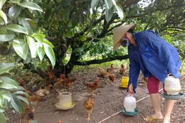 Mang nợ vì gà đồi Yên Thế