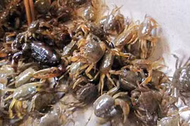 Thủy sản Hà Nội bị nhiễm kim loại: Ai được quyền công bố?