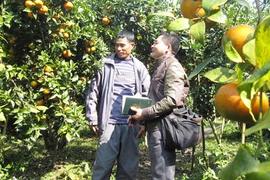 Cam Vạn Yên vui mùa quả ngọt