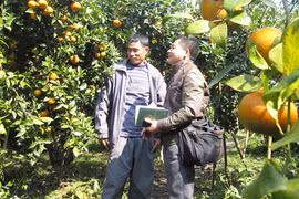 Cam Vạn Yên vui mùa quả ngọt