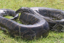 Ngộ độc vì ăn thịt trăn?