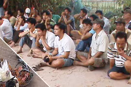 Phá ổ đá gà quy mô 