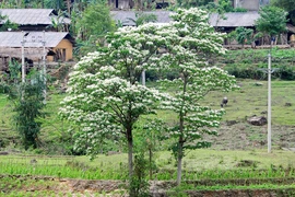 Mùa hoa trẩu trên cao nguyên đá