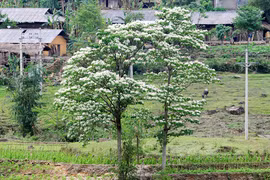 Mùa hoa trẩu trên cao nguyên đá
