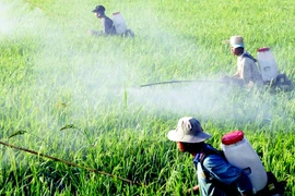 Thuốc trừ sâu vẫn ngoài vòng kiểm soát 