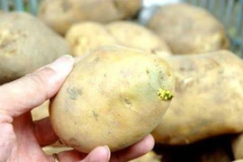 “Cứ điểm” của độc tố trên rau quả