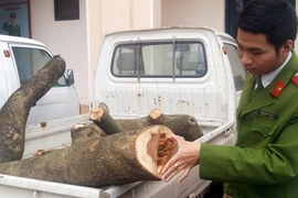 Cưa hụt cây sưa 20 tuổi