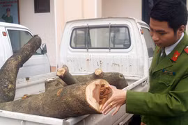 Cưa hụt cây sưa 20 tuổi