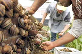 Ăn ốc sên có thể chết người