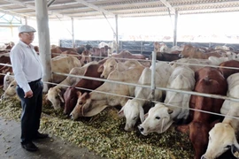 Bò Úc tràn ngập thị trường Việt