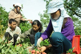 “Gỡ khó” cho dân trồng vải