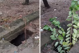 Miệng cống không nắp đậy quanh trường tiểu học