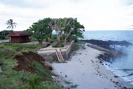 Cồn cỏ có con cá đua...