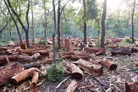 Cứu lấy hành tinh