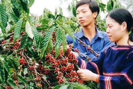 Đừng để nông sản Việt mất lợi thế 