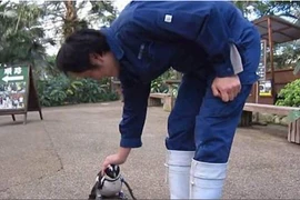 “Chuyện tình” chim cánh cụt Sakura