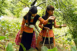 Mộc Châu mùa mận chín