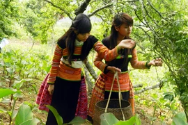 Mộc Châu mùa mận chín