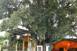 Ngôi miếu và cây cổ thụ linh thiêng cho số trúng độc đắc 