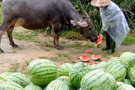 Phải làm gì để giải cứu thị trường nông sản?