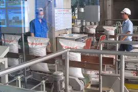 Xuất khẩu gạo không đủ tiền nhập khẩu ngô