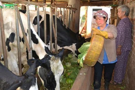 Xót xa rau, quả đổ cho gia súc