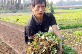 Rau xanh rớt giá mạnh