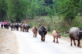 Đường mới Mường Lát, Sài Khao