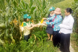 Việt Nam sẽ có thực phẩm biến đổi gene