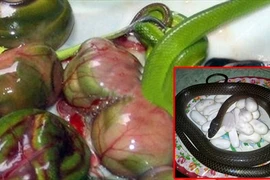 Kỳ quái thú ăn chơi “tăng bản lĩnh đàn ông”