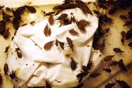 Bọ xít hút máu xuất hiện ở nơi ẩm thấp, mất vệ sinh