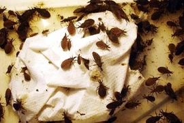 Bọ xít hút máu xuất hiện ở nơi ẩm thấp, mất vệ sinh