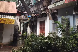 Cây cổ thụ mọc giữa nhà bị bật gốc