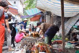 Mối nguy chủng virus độc lực cao 