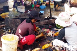 Ngồi… vặt lông cũng thu bạc triệu