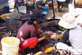 Ngồi… vặt lông cũng thu bạc triệu