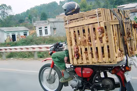 Đành nhắm mắt mà ăn