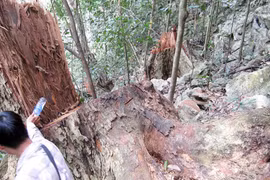 Nhức nhối nạn buôn thớt gỗ nghiến: Tiếp tay cho lâm tặc