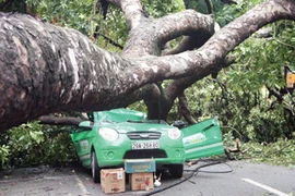 Dừng xe, tránh xa nơi có nhiều cây cối khi mưa quá to